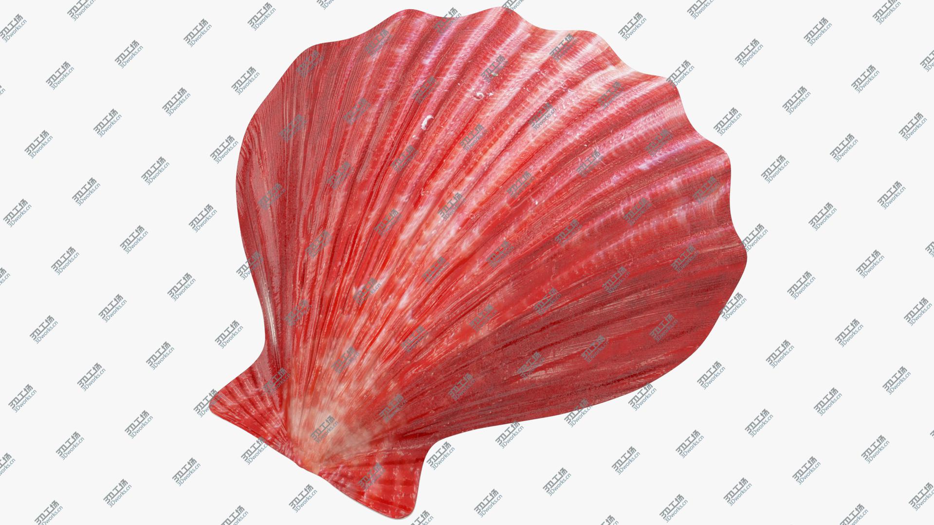 images/goods_img/202104023/Seashells Collection V3 3D model/2.jpg